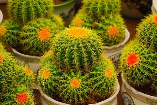 仙人球花語(yǔ)象征與寓意，堅(jiān)強(qiáng)、溫暖、柔弱、孤獨(dú)