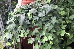 常春藤有什么風(fēng)水作用，常春藤的功效與作用