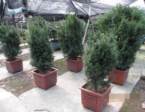 紅豆杉怎么修剪，紅豆杉修剪方法