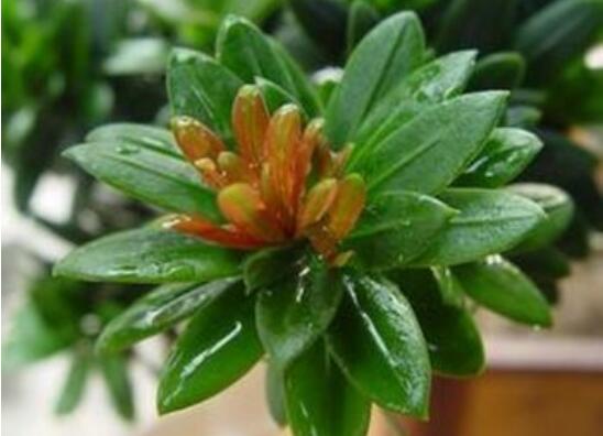 羅漢松什么品種最好，盤點最珍貴且珍稀四種品種