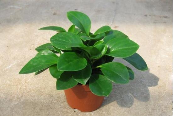 碧玉怎么養(yǎng)才能瘋長(zhǎng)，做好這六點(diǎn)可生長(zhǎng)得盆盆爆滿