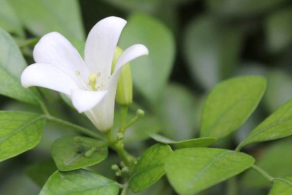 九里香盆景怎么養(yǎng)