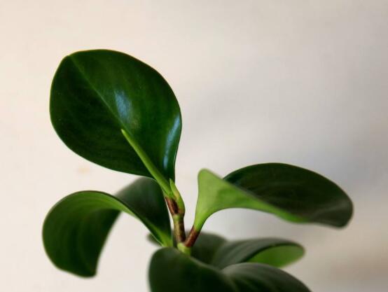 碧玉花的扦插方法圖解，教你五個扦插便可爆盆好方法