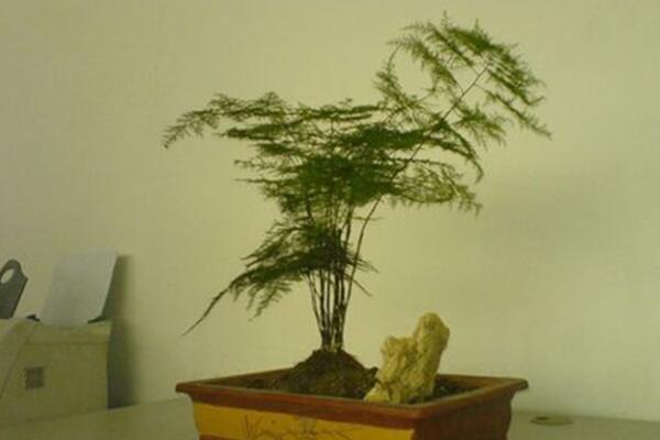 文竹苗怎么養(yǎng)