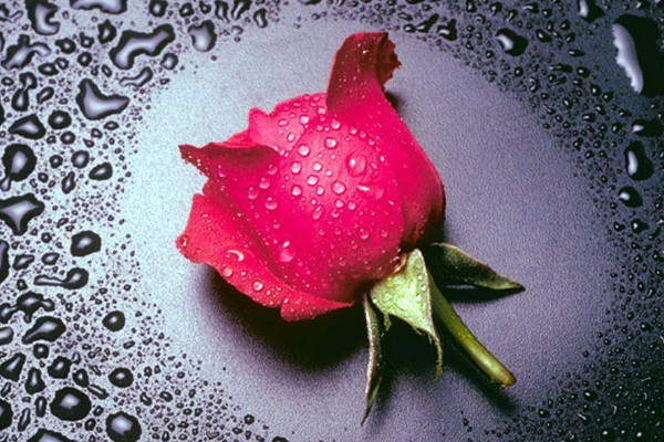 玫瑰花為什么不開(kāi)花