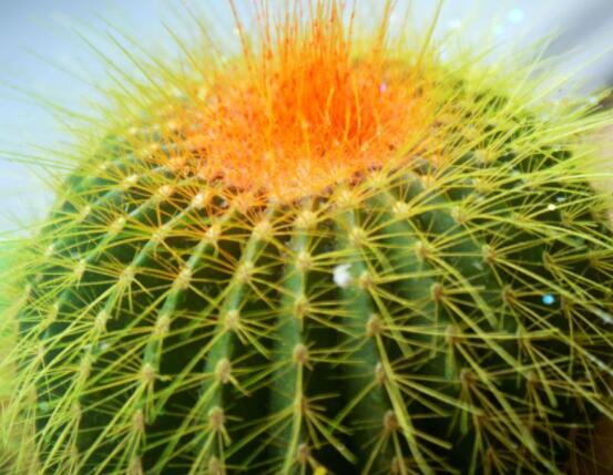 怎樣養(yǎng)仙人球容易開花，記住五個(gè)要點(diǎn)花開爆盆