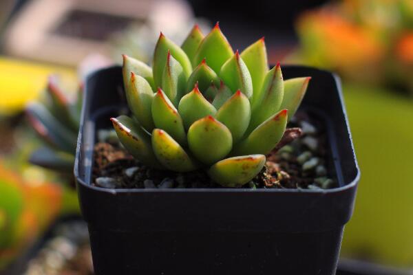 寶石花光照和溫度處理，夏季遮陰冬季向陽