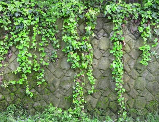 常春藤和爬山虎的區(qū)別，三個(gè)方法教你簡單分辨