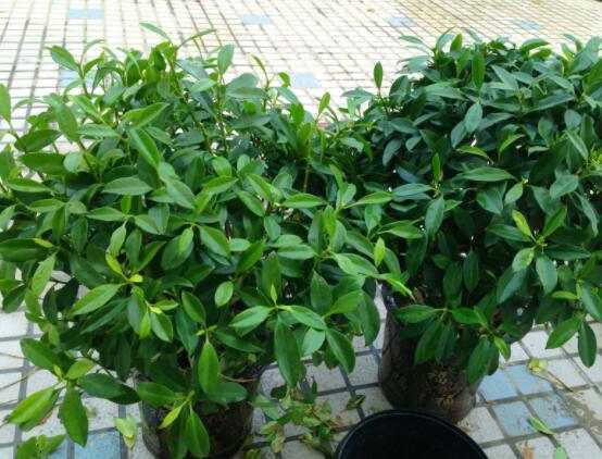 平安樹葉子發(fā)黃掉落怎么辦，教你四種解決辦法快速恢復(fù)生機(jī)