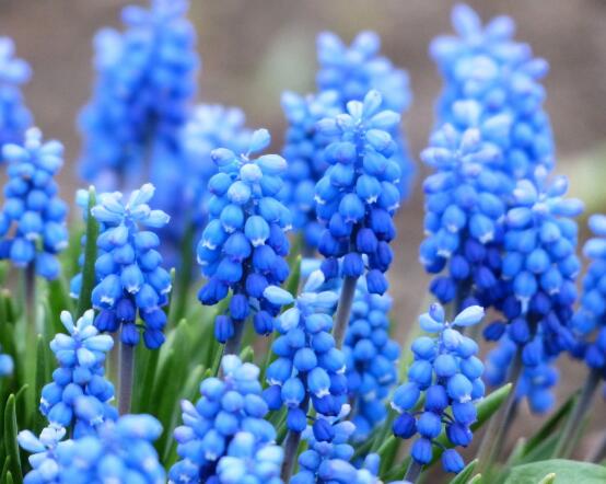 風信子葉子太長立不住是怎么回事，教你常見三種原因以及解決方法