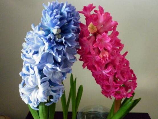 家里養(yǎng)風(fēng)信子好嗎，好/美化家居環(huán)境、凈化空氣