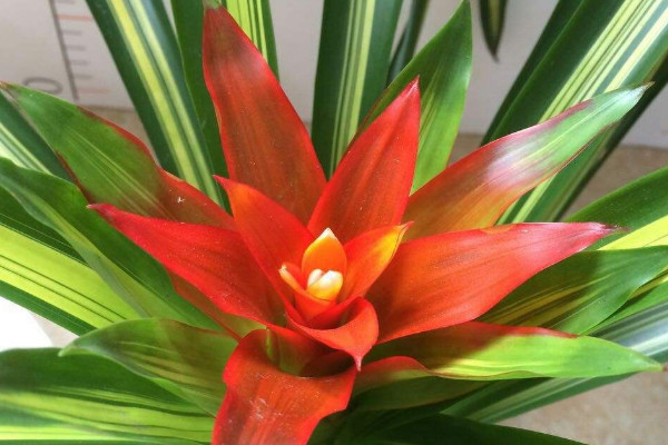 鴻運(yùn)當(dāng)頭開花后有種子嗎