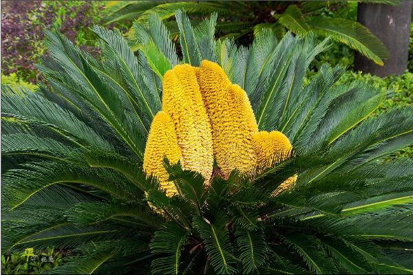 鐵樹開花是什么征兆，是一種祥瑞之兆