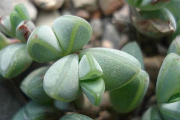 碧玉蓮的養(yǎng)護(hù)方法，做好五個(gè)方面的管理