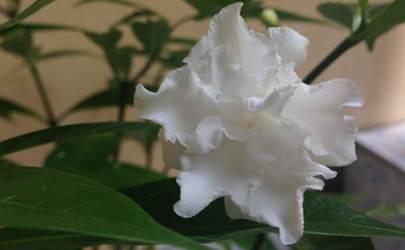 水晶茉莉過冬溫度是多少了 狗牙花冬天怎么養(yǎng)