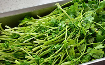 吃香菜會得口臭嗎 吃香菜口臭怎么辦