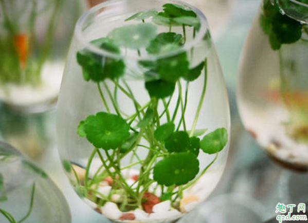 金錢草為什么老開花 銅錢草用什么肥料最好4