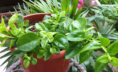 牡丹吊蘭10月份扦插可以嗎 牡丹吊蘭怎么插扦容易成活