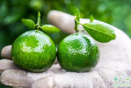 小青柑與什么搭配最好 冬天喝小青柑有什么好處1