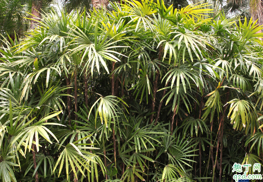 棕竹為啥老是黃葉 棕竹總愛黃葉怎么補救2
