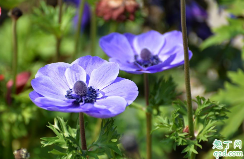 銀蓮花黃葉的原因是什么原因 銀蓮花黃葉怎么補(bǔ)救1