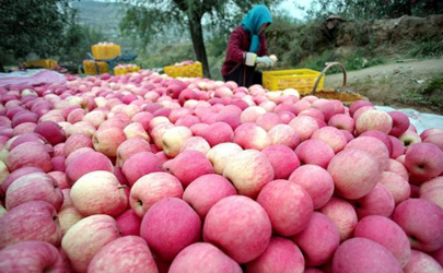 片紅蘋果與條紅蘋果哪個(gè)營(yíng)養(yǎng)高 片紅蘋果和條紅蘋果怎么選擇