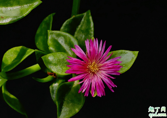 牡丹吊蘭啥時(shí)候換盆好 牡丹吊蘭換盆后怎么養(yǎng)護(hù)1