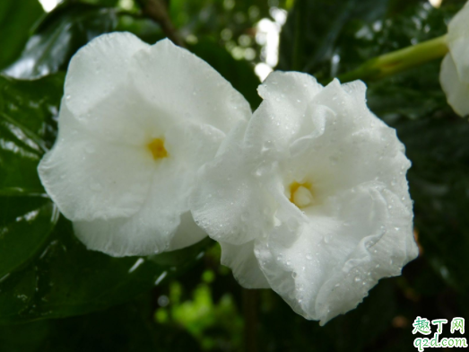 水晶茉莉過冬溫度是多少了 狗牙花冬天怎么養(yǎng)2