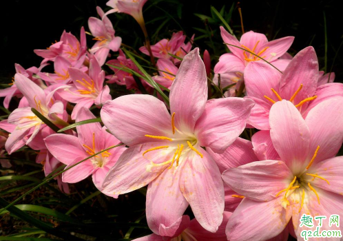 風(fēng)雨蘭好養(yǎng)活嗎風(fēng)雨蘭怎樣養(yǎng)才能夠爆盆2