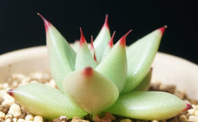 多肉烏木好養(yǎng)嗎 烏木多肉怎么養(yǎng)長得快