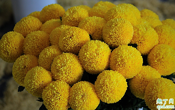 多頭菊花能在室內(nèi)養(yǎng)植嗎 多頭菊花怎樣養(yǎng)花開旺盛1