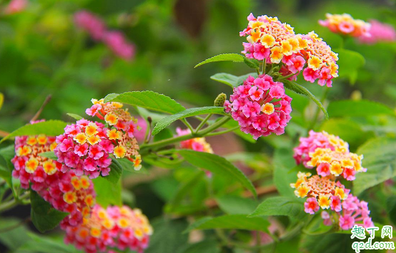 如意花可以水養(yǎng)嗎 如意花怎樣水養(yǎng)花開的旺盛1