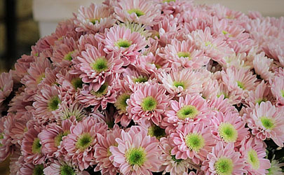 多頭菊花期是啥時候 多頭菊花期結束之后要怎么打理