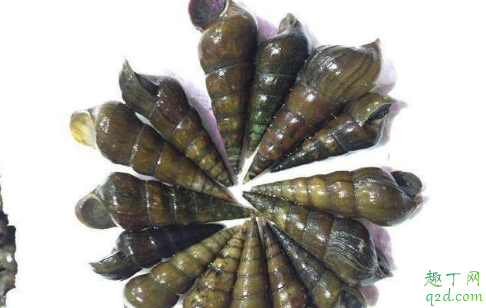 山坑螺值得人工養(yǎng)殖嗎 養(yǎng)殖山坑螺賺錢嗎1