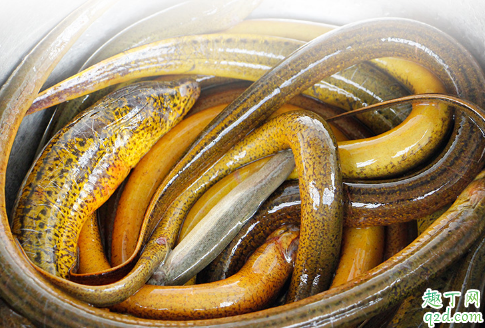 養(yǎng)野生黃鱔一年可以賺多少錢(qián) 2020野生黃鱔前景怎么樣1