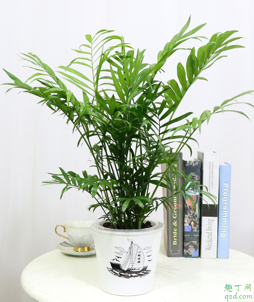 袖珍椰子放臥室好嗎 怎樣養(yǎng)袖珍椰子長(zhǎng)的大2