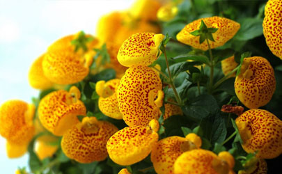 荷苞花好養(yǎng)活不 荷苞花怎樣養(yǎng)花開旺盛