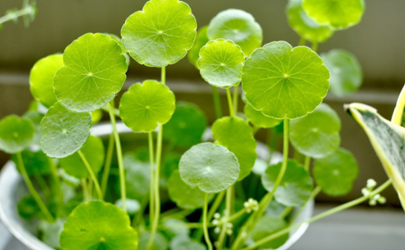 金錢草為什么老開花 銅錢草用什么肥料最好