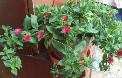 牡丹吊蘭10月份扦插可以嗎 牡丹吊蘭怎么插扦容易成活1