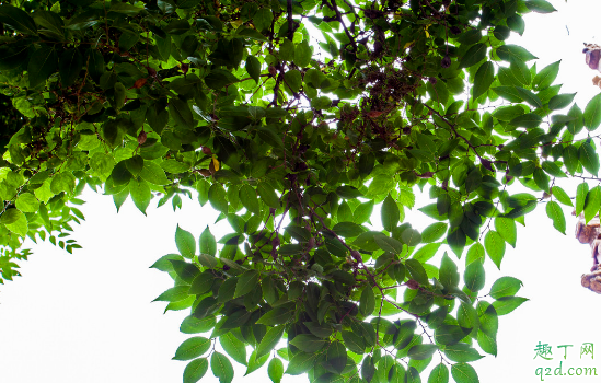 七葉樹又叫菩提樹嗎 七葉樹與菩提樹的區(qū)別在哪2