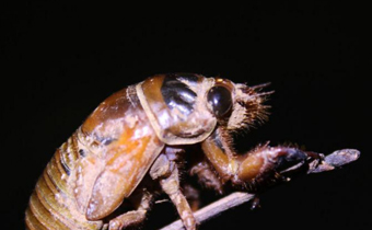 知了猴會不會滅絕 知了猴是什么東西變的