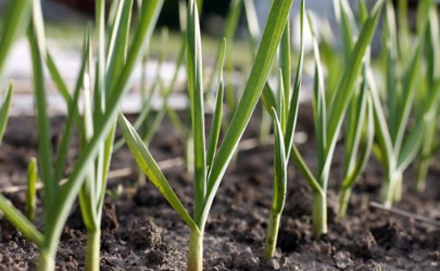 大蒜苗期發(fā)生黃化的原因 大蒜苗期黃化怎么辦