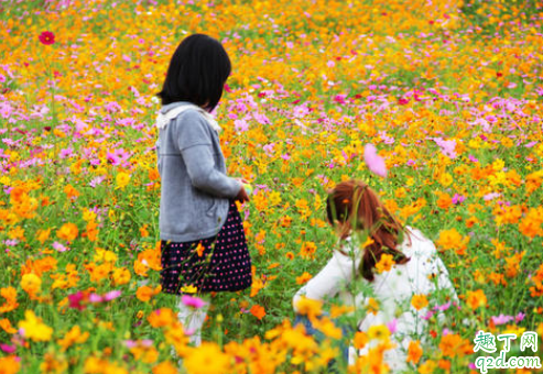 見卵黃囊及心博是不是懷孕 長出一個卵黃囊是不是就不會有雙胞胎了4