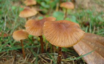 采的野生蘑菇怎么看能不能吃 野生蘑菇怎么分別有毒無毒