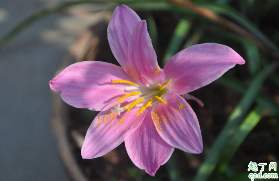 風(fēng)雨蘭一年四季開花么? 風(fēng)雨蘭怎樣養(yǎng)花開不斷2