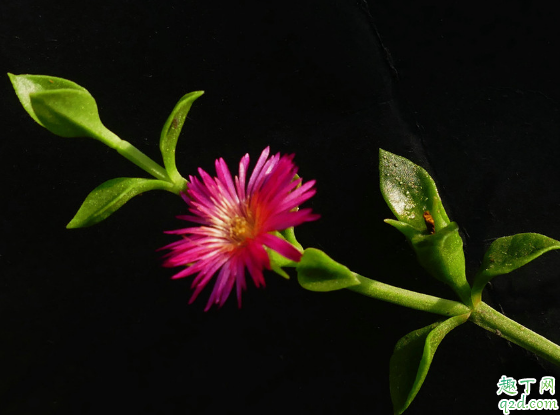 牡丹吊蘭啥時(shí)候換盆好 牡丹吊蘭換盆后怎么養(yǎng)護(hù)2