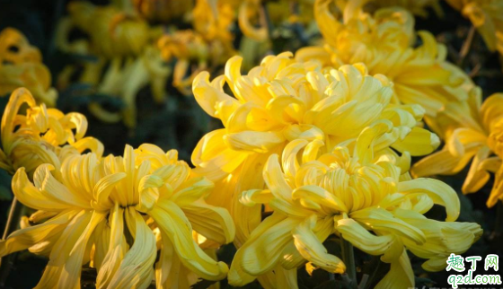 2020年的重陽節(jié)是星期幾 2020年重陽節(jié)適不適合結(jié)婚4