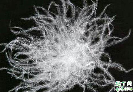 90白鵝絨和90白鴨絨哪個(gè)好 白鴨絨和白鵝絨味道難聞嗎3