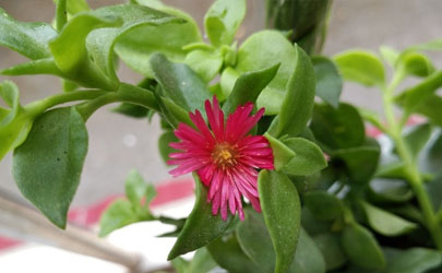 牡丹吊蘭啥時候種成活率高 種牡丹吊蘭時哪些是要注意的