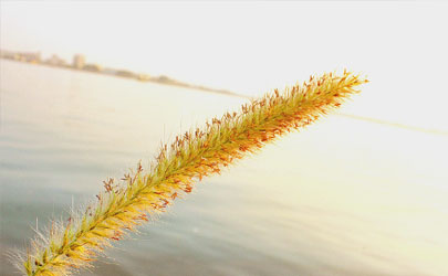 貓尾草容易成活嗎 貓尾草養(yǎng)殖哪些是要注意的